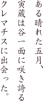 ある晴れた五月、寅蔵は谷一面に咲き誇るクレマチスに出会った。