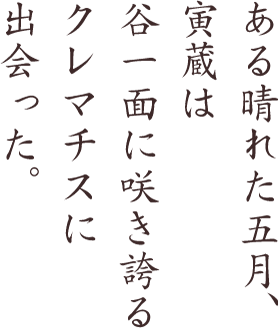 ある晴れた五月、寅蔵は谷一面に咲き誇るクレマチスに出会った。